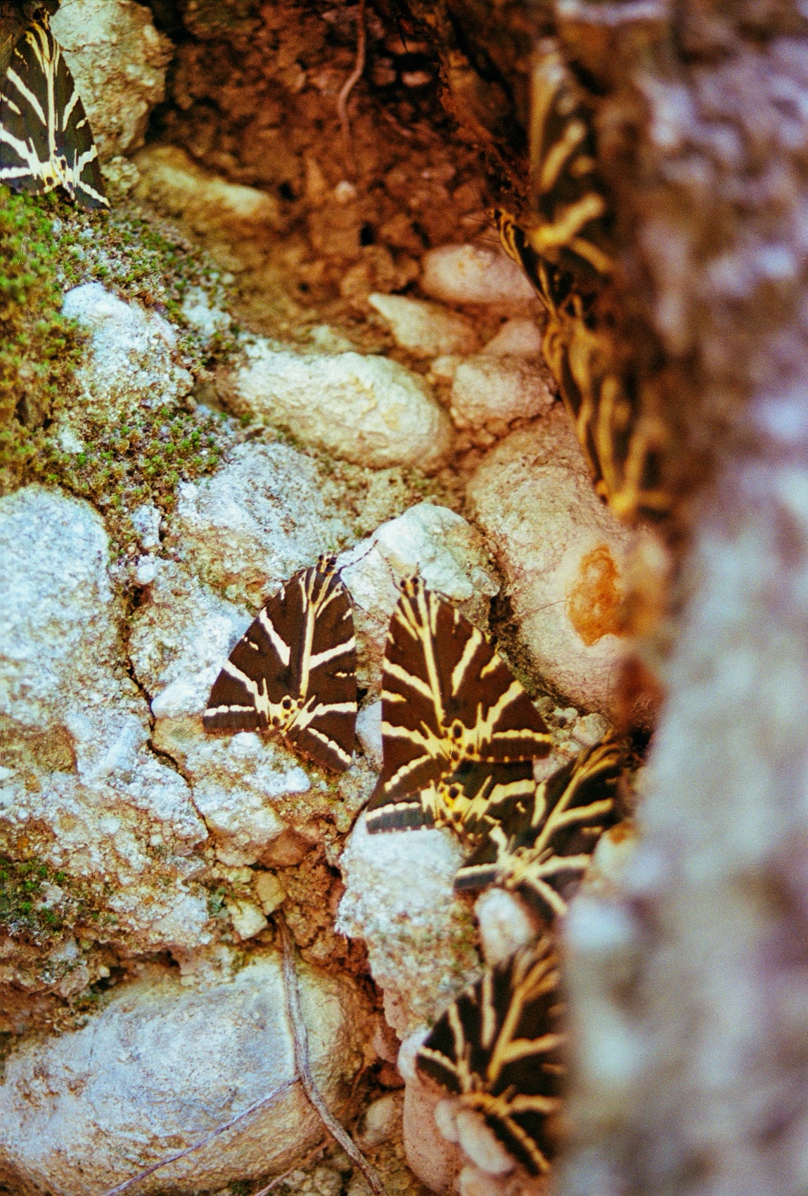 Jersey tiger moths resting in their hundreds on tree bark in Butterfly Valley