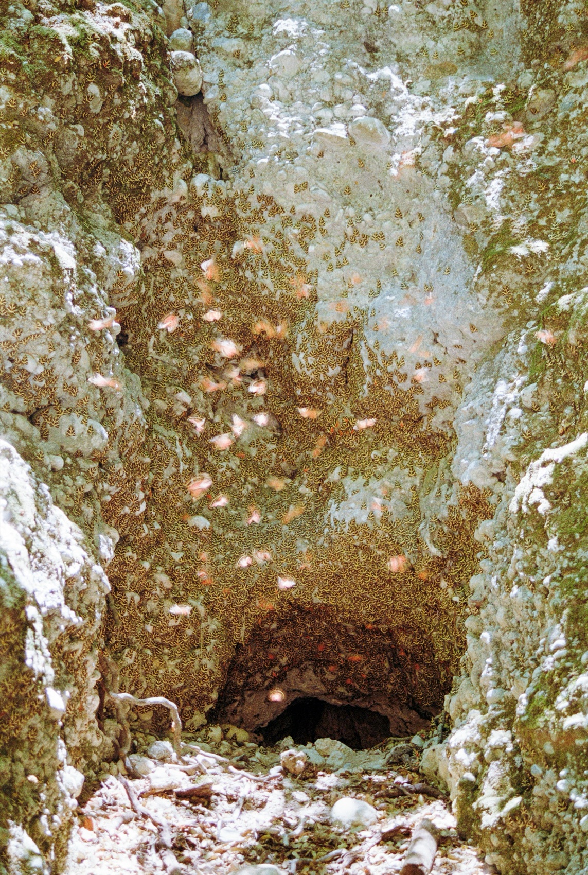Moths covering a shaded rock face in Butterfly Valley