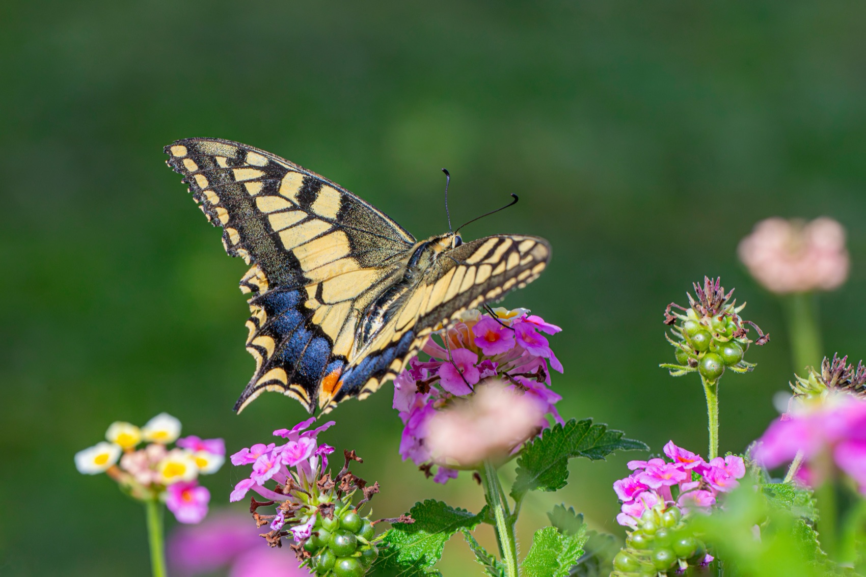A swallowtail butterfly on flowering shrubs