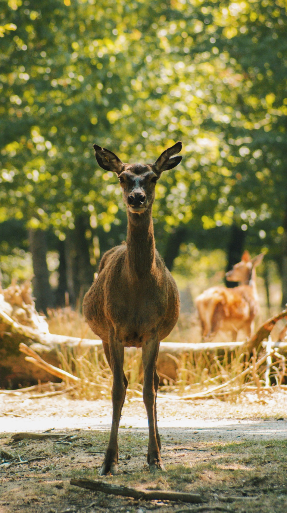 A fallow deer, the emblem of Rhodes, in the shade of the trees