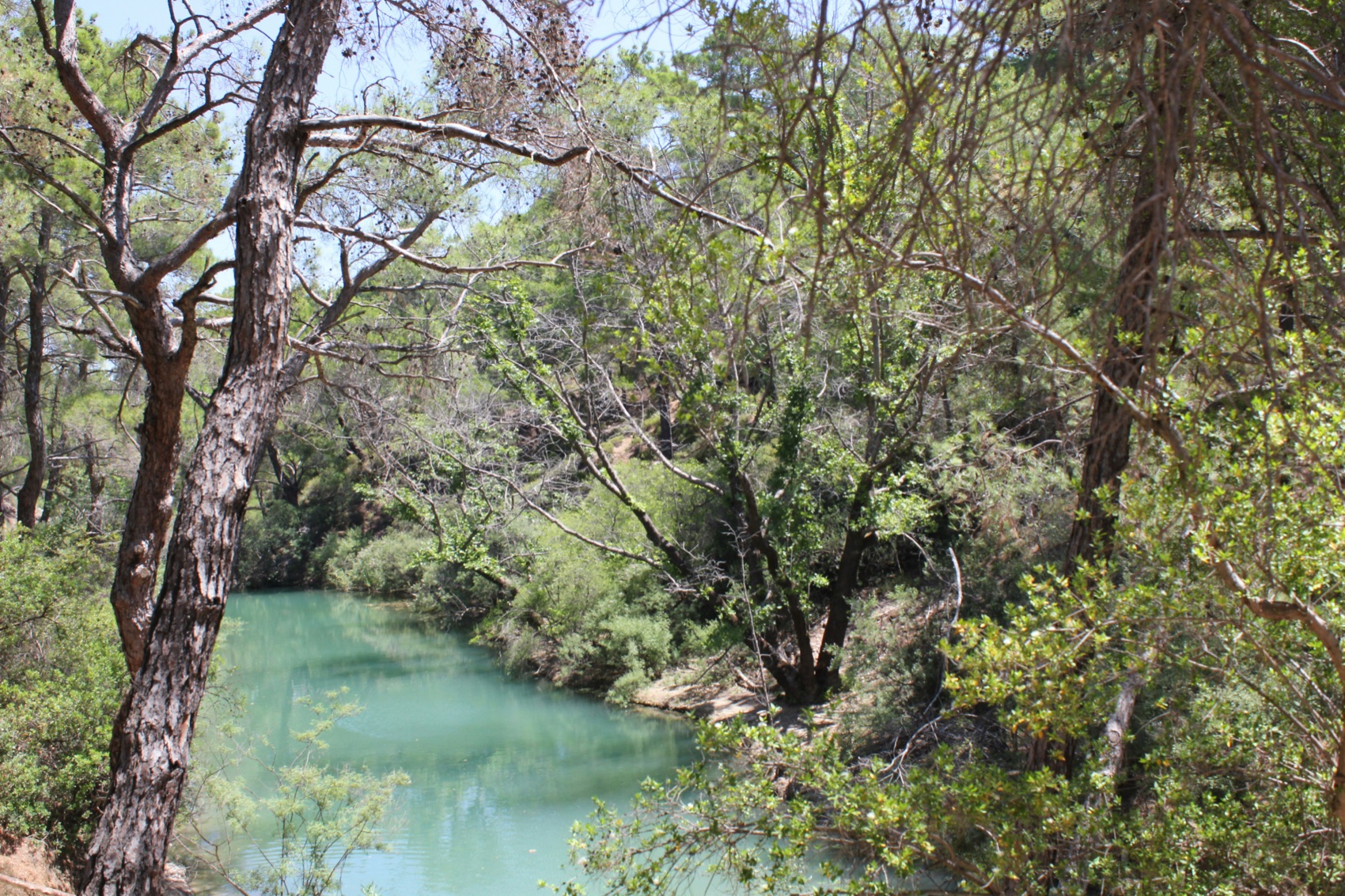 A stream running through shaded pine forest at Seven Springs
