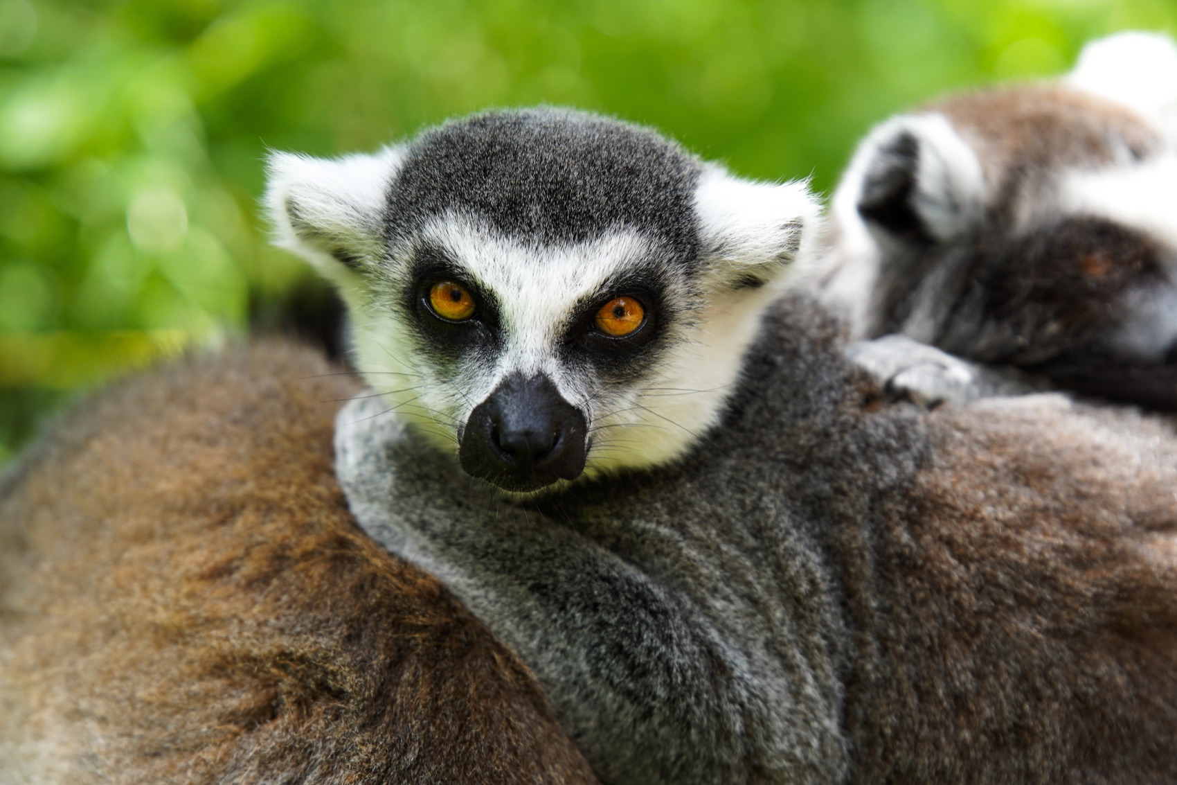 Two ring-tailed lemurs at the petting zoo