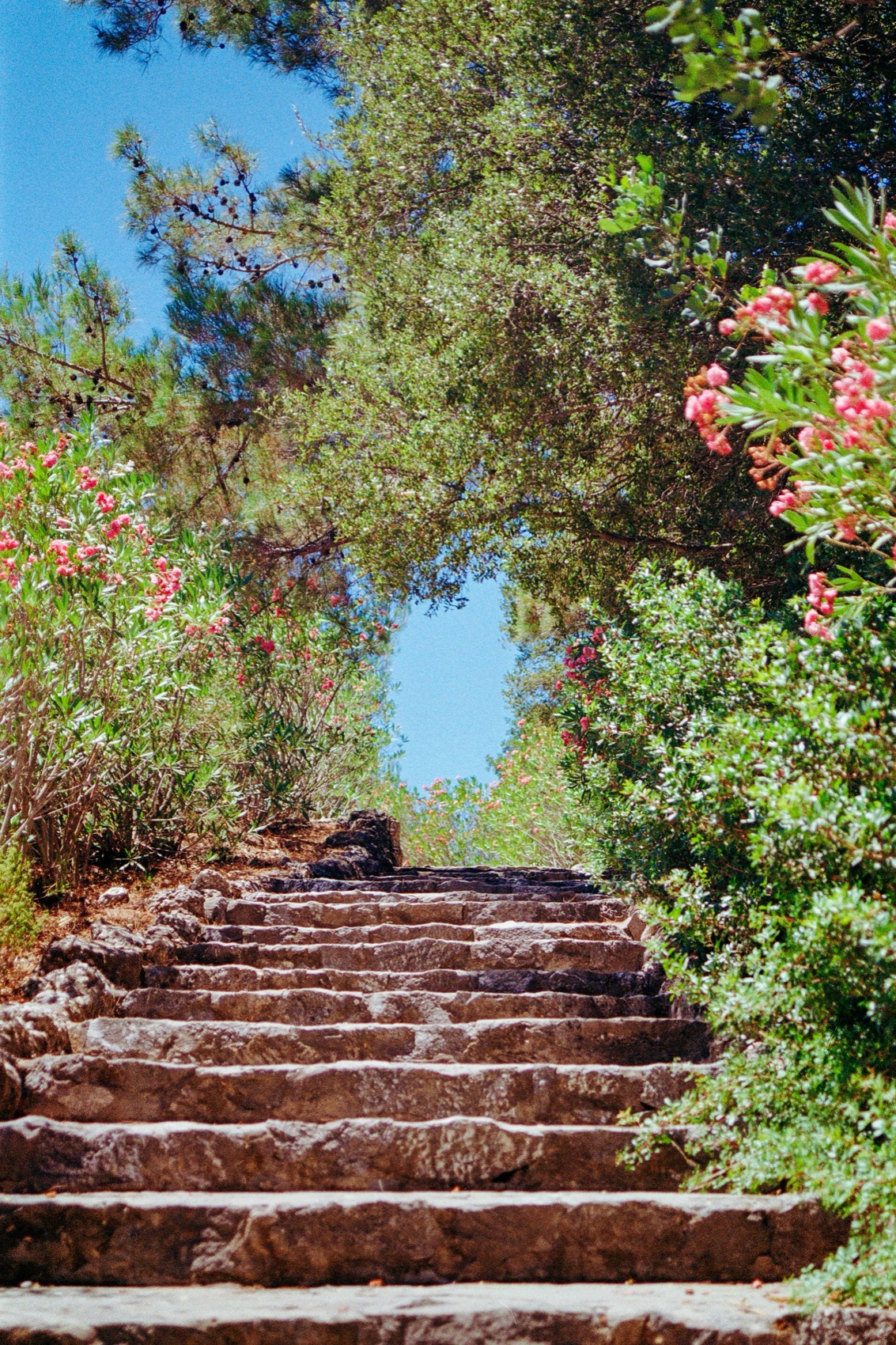Stone steps between oleanders leading down to the water
